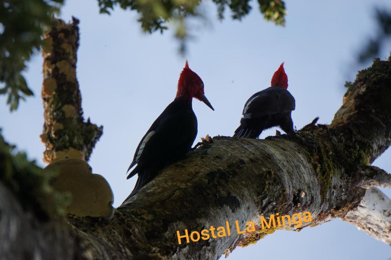 Hostal La Minga Chaitén Dış mekan fotoğraf